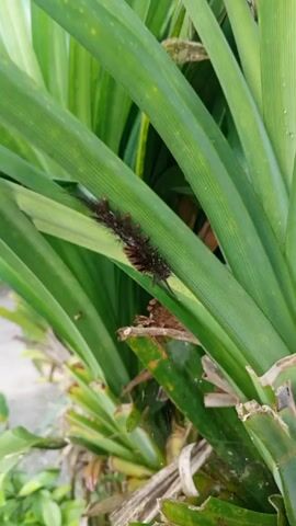 The camera focuses on a thick, dark caterpillar as it moves along a vibrant green leaf. The leaf is part of a larger plant with similar long, linear leaves. The lower portion of the plant is partially obscured by mulch and some dried leaves. The caterpillar's body is covered in what appears to be dark hairs. The setting suggests an outdoor environment, likely a garden or natural area where this type of plant thrives.