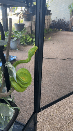 Cape Coral residents document routine pet care, household moments