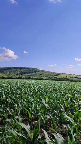 This is a vertical video recording of a vast cornfield under a bright blue sky dotted with fluffy white clouds. The camera is positioned low to the ground, looking out over the dense, green corn stalks that stretch as far as the eye can see. In the background, rolling hills are covered in a mix of trees and vegetation, with a structure that appears to be a communication tower visible on one of the hilltops. The sun is shining brightly, suggesting it is daytime, likely late morning or early afternoon, and the weather appears to be fair. There is no visible text in the video. The scene evokes a sense of rural tranquility and the abundance of nature. The location context provided places this scene in Costești, Moldova.