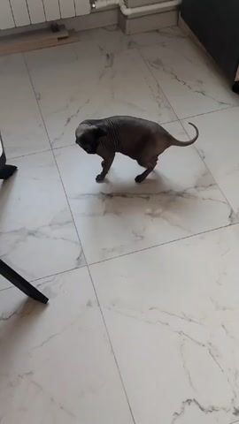 A gray sphynx cat stands on white tile with gray marbling in a room. The cat looks toward the upper left, and a person can be heard speaking, but it is not known what they are saying. There is a black object with angled legs to the lower left. There is a radiator along the left wall. There is a dark shelf or furniture piece to the upper right. There are wooden boards next to the radiator.