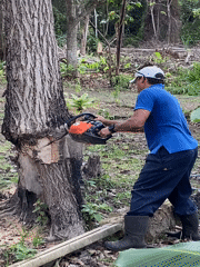 Man cuts fallen tree with chainsaw in Venezuelan woods
