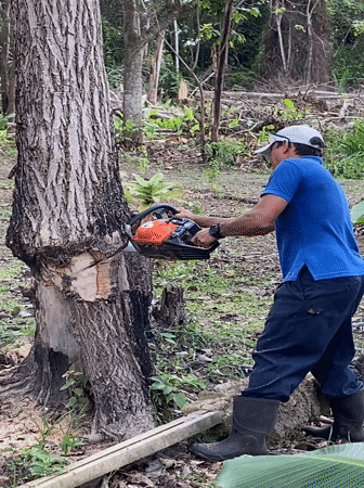 Man cuts fallen tree with chainsaw in Venezuelan woods