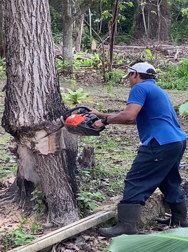 Man cuts fallen tree with chainsaw in Venezuelan woods