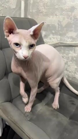 A hairless cat with blue eyes sits on a grey upholstered chair in front of a textured wall. The cat is light pink and white, and it is looking upwards. The chair has tufted upholstery. The wall appears to be concrete or plaster with some discoloration and texture.