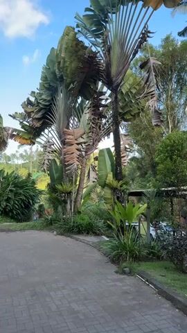 The video shows a pathway made of interlocking pavers leading to a lush green area with tall palm trees and various plants. The palm trees have large, fan-shaped leaves. In the background, there are more trees and vegetation, indicating a tropical or subtropical environment. A small structure with a roof is visible on the right side, and a white car is parked near it. Several people are standing under the roofed structure, appearing to be interacting or relaxing. The sky is partly cloudy, and the overall scene suggests a scenic outdoor location.