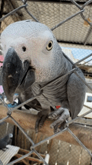African Grey Parrots Observed in Cages at Thai Location