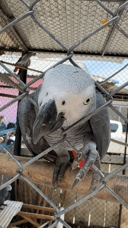 African Grey Parrots Observed in Cages at Thai Location