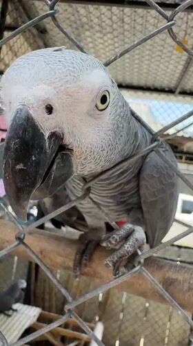 African Grey Parrots Observed in Cages at Thai Location