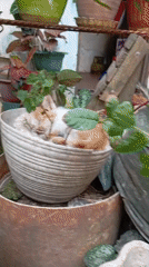 Cats and kittens going about their day in Balikpapan