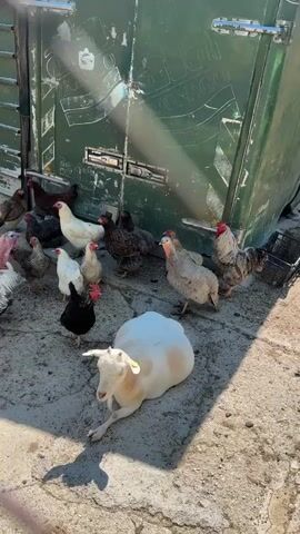 A small herd of chickens and a turkey are gathered around a white goat that is lying on the ground in front of a large green metal structure. The chickens are of various colors, including brown, black, and white. The turkey is white and brown. The goat is white with light brown spots and has a yellow tag on its ear. The green metal structure appears to be some sort of shelter or vehicle, with a large door that is partially open. The ground is made of concrete or stone. The sun is shining brightly, casting shadows on the ground.