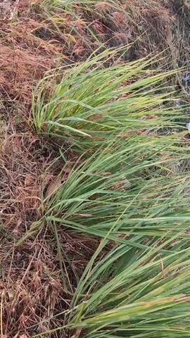 The video pans over a patch of tall green grass interspersed with dry brown vegetation. In the background, there is a white plastic bottle and a few other pieces of litter scattered amongst the grass and dirt. The grass appears to be rustling, suggesting it is windy or being moved by an unseen force.