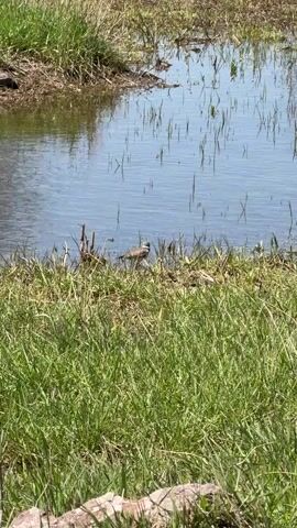 The video captures a single bird, likely a Killdeer, standing at the edge of a calm body of water in Meore Kesalo, Georgia. The bird is visible from the 0:00 mark, positioned in the shallow water or on the damp bank where grass meets the water. It has a light brown back, white underparts, and a distinctive dark band across its chest. The bird remains largely stationary, occasionally moving its head slightly.

The surrounding environment consists of lush green grass on the banks, with some taller, dry reeds emerging from the water. The water itself is clear and reflects the bright blue sky above, as well as the vertical lines of submerged or emergent plant stems. The scene appears to be set on a clear, sunny day, with ample natural light. The overall impression is one of a tranquil wetland or pond ecosystem.