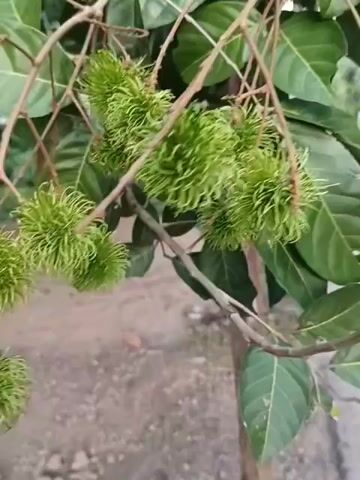 The video shows a close-up of a small tree branch laden with unripe green rambutans. The fruits are densely packed together and have a spiky, hairy appearance. The leaves of the tree are visible, and the background is blurred, suggesting a focus on the fruit and branch.