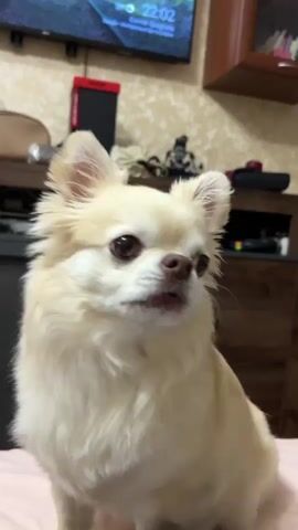 A long-haired, light-colored chihuahua dog is sitting on a pink blanket. The dog's head is turned to the left, and it is looking away from the camera. In the background, there is a television displaying an image and the time 22:02. To the left of the television, there is a black electronic device and a beige bag. Below the television, there is a wooden surface with various objects on it, including a red speaker. Behind the dog, a dark-colored suitcase is piled with folded clothes. The dog's tail is not visible. The room appears to be indoors, with textured wallpaper on the wall. The lighting is dim.