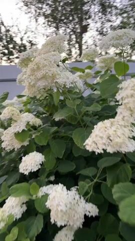 The video pans across a bush with large white hydrangea flowers and green leaves. The lighting suggests it is daytime, possibly late afternoon or early evening, with soft, diffused light. The background is blurred, showing hints of trees and a light-colored fence or wall. There are no people or animals visible. The camera movement is smooth, focusing on the textures and shapes of the flowers and foliage.
