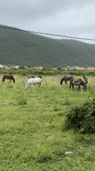 Horses graze in Montenegrin field amid afternoon rainstorm