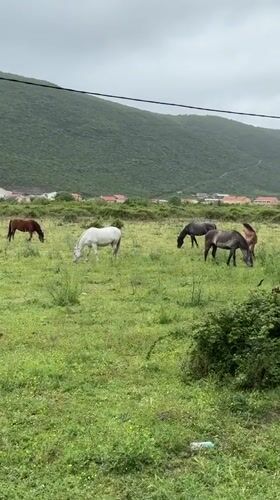 Horses graze in Montenegrin field amid afternoon rainstorm