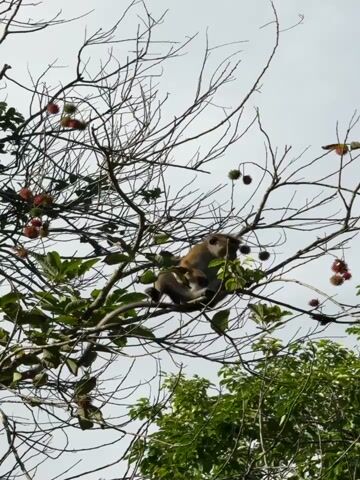The media file shows a monkey in a tree, eating rambutan fruit. The monkey is sitting on a branch, surrounded by the spiky red and green fruits. The tree has many bare branches, but also some green leaves. The sky is overcast, suggesting it is likely daytime but not a sunny day. The setting appears to be a natural environment, possibly a forest or jungle, given the presence of the monkey and the type of tree. The monkey's posture and actions indicate it is actively feeding on the fruit, perhaps a common activity for monkeys in this region. There is no visible text in the media file. The location is identified as Arachikanda, Sri Lanka.