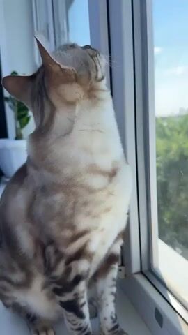 A cat sits on a windowsill looking out a window. A hand pets the cat's head and then its side. The cat blinks.