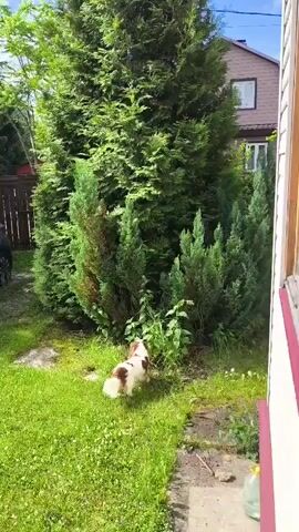 A small, tri-colored dog with white, brown, and tan markings walks across a grassy area toward a dense cluster of evergreen trees. The dog is facing away from the camera. To the left, partially obscured by trees, is a dark-colored car parked on a grassy area. In the background, a multi-story house with a brown roof and light-colored siding is visible. The sky is blue with some clouds.