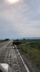 Brown cow crosses paved road in rural Russia