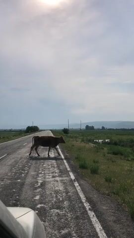 A brown cow walks across a paved road with white lines on the shoulder. The road is lined with green grass and vegetation. In the distance, there are trees and hills. The sky is cloudy with the sun visible. A vehicle is partially visible in the lower left corner of the frame. The video captures the cow's movement across the road and onto the grassy shoulder.