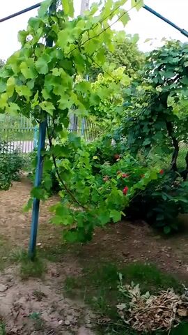 The video shows a ground-level view of a garden with lush green foliage and some red and pink flowers. A metal fence encloses the garden, with a gate visible in the background. The sky above is partly cloudy. The camera pans across the garden, focusing on the plants and the fence. There are no people or animals visible in the video. The overall impression is one of a peaceful, overgrown garden on a summer day.