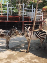Zoo animals observed in peaceful moments during early morning