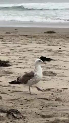 The video depicts a seagull standing on a sandy beach. It has a white head and chest, with grey and white patterned wings. Its legs are a pale yellow. The bird is facing right and takes a few steps. The background shows the ocean with waves breaking on the shore. The sky is overcast.