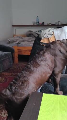 Brown Lab plays on furniture in Rybnik living room