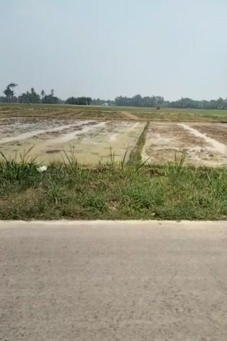 The video captures a slow panning shot of a rural landscape. The scene appears to be in a tropical or subtropical region given the lush greenery and palm trees visible. The foreground is dominated by a paved surface, likely a road or pathway, with a grassy verge alongside it. Beyond the verge, there is a flooded paddy field, characteristic of rice cultivation. In the distance, a line of trees forms a backdrop, suggesting a wooded area or forest. The sky is overcast, indicating a cloudy day. The camera movement is steady, giving a sense of calm and immersion in the natural environment. There are no people or animals visible in the frame. The overall impression is one of tranquility and rural life.