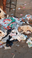 Puppy scavenges through trash pile in Gorakhpur