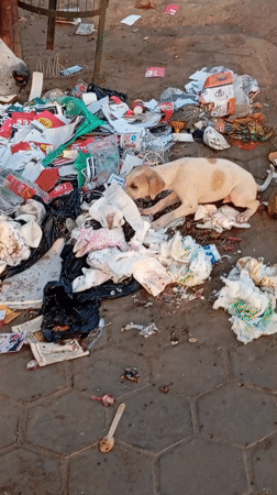 Puppy scavenges through trash pile in Gorakhpur