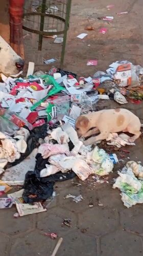 Puppy scavenges through trash pile in Gorakhpur
