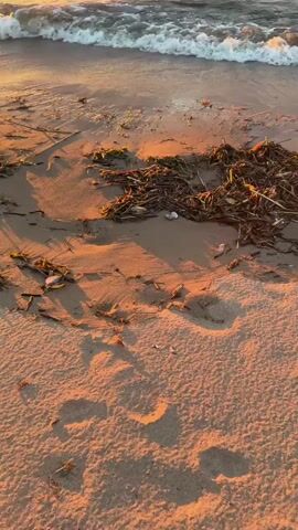 The video shows a close-up view of a sandy beach at sunset. Waves gently wash ashore, leaving a trail of foam and debris, including seaweed and small shells, on the wet sand. The warm, golden light of the setting sun illuminates the scene, casting long shadows and highlighting the textures of the sand and the water. The sky above is partly cloudy, with streaks of orange and yellow from the sunset. The camera is positioned low to the ground, giving a sense of being on the beach itself.
