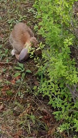 The video shows a brown rabbit with floppy ears foraging in grassy and leafy undergrowth. The rabbit is positioned on the left side of the frame, facing towards the right and down, nibbling on the vegetation. The environment appears to be outdoors with dirt, fallen leaves, and green plants surrounding the animal. The footage is captured at a slightly high angle, looking down at the rabbit and its surroundings. There are no other animals or people visible in the frame. The lighting suggests it is daytime.