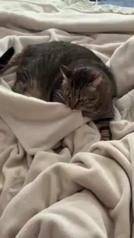 A tabby cat is lying on a bed covered with a beige blanket. The cat is mostly brown and tan, with dark brown stripes. It is partially covered by a fold in the blanket. The cat is looking down and appears to be biting or nuzzling the blanket.  The bed has another blue blanket behind the first beige one.