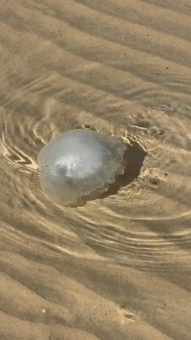 A translucent white jellyfish rests in very shallow, clear water on a rippled sandy seabed. Gentle water ripples move around the jellyfish, which casts a faint shadow on the sand. Sunlight reflects off the water and the jellyfish's surface.