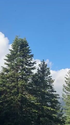 A video shows a panorama of pine trees against a bright blue sky with fluffy white clouds. The camera pans to the right, revealing a distant, tree-covered mountain range under the clear sky. The lighting suggests it is daytime, likely sunny. There are no people or animals visible in the frame.