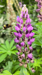 Bumblebees and blooms across a summer garden