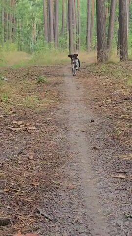 A black and white dog is running down a dirt path in a forest. The dog is in mid-air with its tongue hanging out. The path is surrounded by trees and fallen leaves. The lighting is natural and appears to be daylight.
