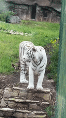 Afternoon walk through Izhevsk Zoo, June 2026