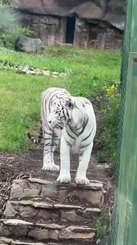 Afternoon walk through Izhevsk Zoo, June 2026