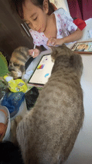 Morning routines with cats documented in Davao City home