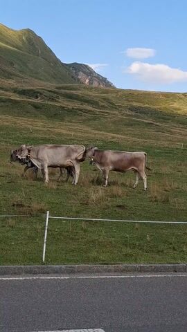This media file captures a scenic view of a grassy mountainside in Medel (Lucmagn), Switzerland. The foreground features a paved road, likely a highway, with white lane markings. Along the edge of the road and extending into the grassy slope is a white fence, separating the road from the pasture.

The primary subjects are several cows grazing peacefully on the verdant hillside. They are light brown to tan in color and appear to be a domestic breed. The cows are spread out across the field, with some closer to the fence and others further up the slope. One cow is lying down, while the others are standing.

The background is dominated by a majestic mountain range, its rugged slopes casting shadows under a clear blue sky. Fluffy white clouds dot the sky, suggesting fair weather. The lighting indicates it is daytime, likely late afternoon or early evening due to the long shadows cast by the mountains and the golden hue on the grass. The overall atmosphere is serene and tranquil, highlighting the beauty of the alpine landscape. No text is visible in the media file.