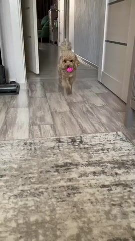 A small, light brown toy poodle with a curly coat walks towards the camera, carrying a bright pink textured ball in its mouth. The dog is on a light-colored carpet with a patterned design. In the background, a hallway is visible with light wood-patterned flooring and doors on either side. A dark object, possibly a vacuum cleaner, is partially visible on the left. The dog stops directly in front of the camera, holding the ball. A human hand, palm open and facing upwards, is positioned below the dog's snout, suggesting an interaction between the dog and person. The dog remains stationary, looking at the camera with the ball still in its mouth.