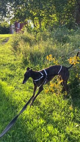 A slender, dark-colored dog with a white harness and leash is walking on a grassy path. The dog's tail is curved upwards. In the background, there is lush green foliage, yellow wildflowers, and a red building. Sunlight streams through the trees, creating shadows on the grass.