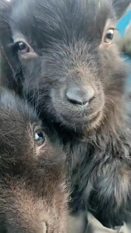 The video shows a close-up shot of two black goat kids cuddling. The kid in the foreground is slightly out of focus, with its eyes closed. The other kid is looking directly at the camera with its eyes open, revealing light brown irises. The background is slightly blurred and appears to be a soft, light-colored cloth or blanket. The lighting is natural and illuminates the fine details of the kids' fur.
