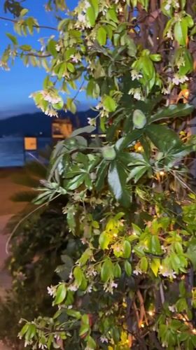 Evening waterfront scene captured in Tivat, Montenegro