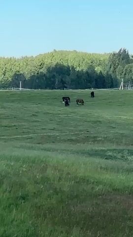 A video showcases a pastoral scene on a bright, clear day in Yanino-2, Russia. The foreground is dominated by a vibrant green field of grass, with some taller stalks and wildflowers adding texture. In the mid-ground, a gently rolling green pasture is home to several dark-colored horses grazing peacefully. They are spread out across the field, some standing, others with their heads lowered to eat. A white electric fence line is visible, subtly demarcating the pasture.

In the background, a dense line of trees forms a natural backdrop, with a few scattered buildings and structures partially visible through the foliage. White fence posts are also scattered across the field, suggesting the perimeter of the area. The sky above is a clear, bright blue, with a few wispy white clouds and a faint contrail from an aircraft high in the distance. The overall impression is one of tranquility and rural serenity, with the sunlight indicating it is likely daytime, possibly late morning or afternoon given the bright illumination. No text is visible in the media.